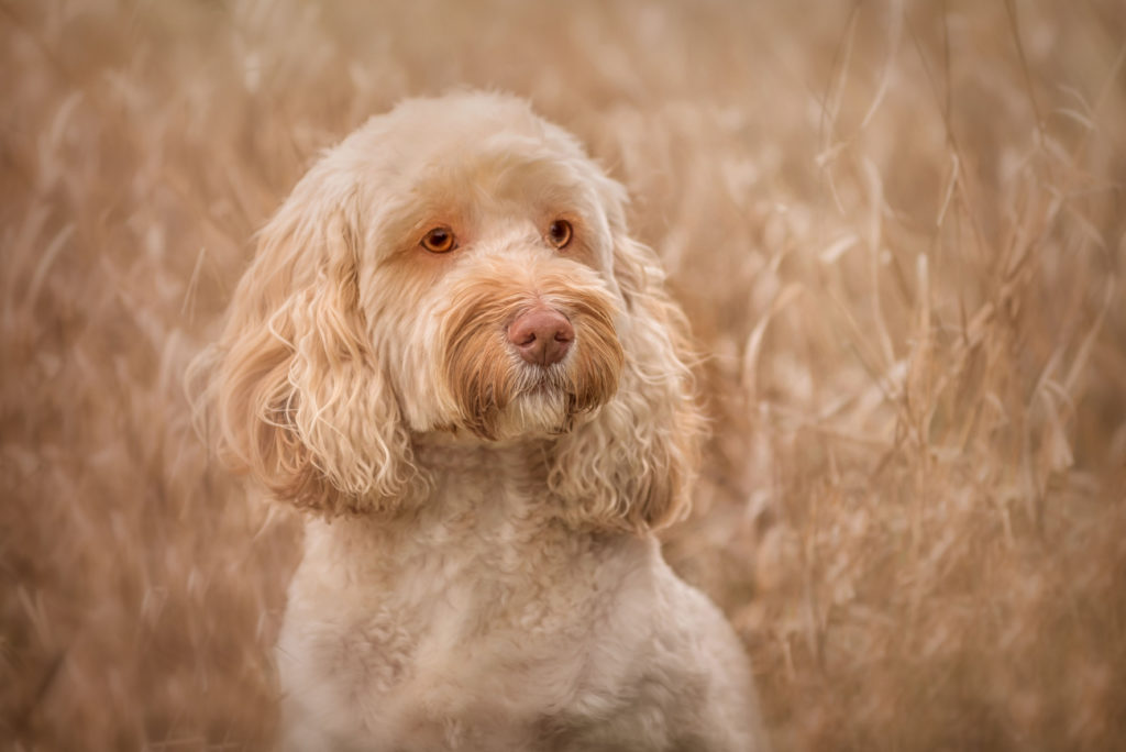 Dog Photographer