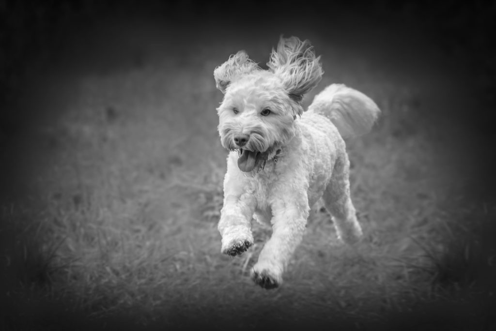 Dog Photographer Cambridge